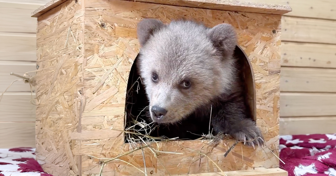 В Москву доставили брошенного в Северной Осетии медвежонка Дыньку