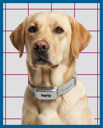 Московский бренд зоотоваров выпустит умные ошейники-переводчики с собачьего