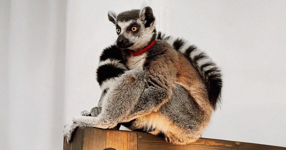 Психолога-лемура Васю, который принимал на Чистых, изъяли у хозяйки