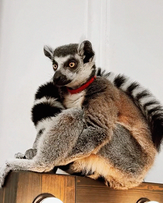 Психолога-лемура Васю, который принимал на Чистых, изъяли у хозяйки