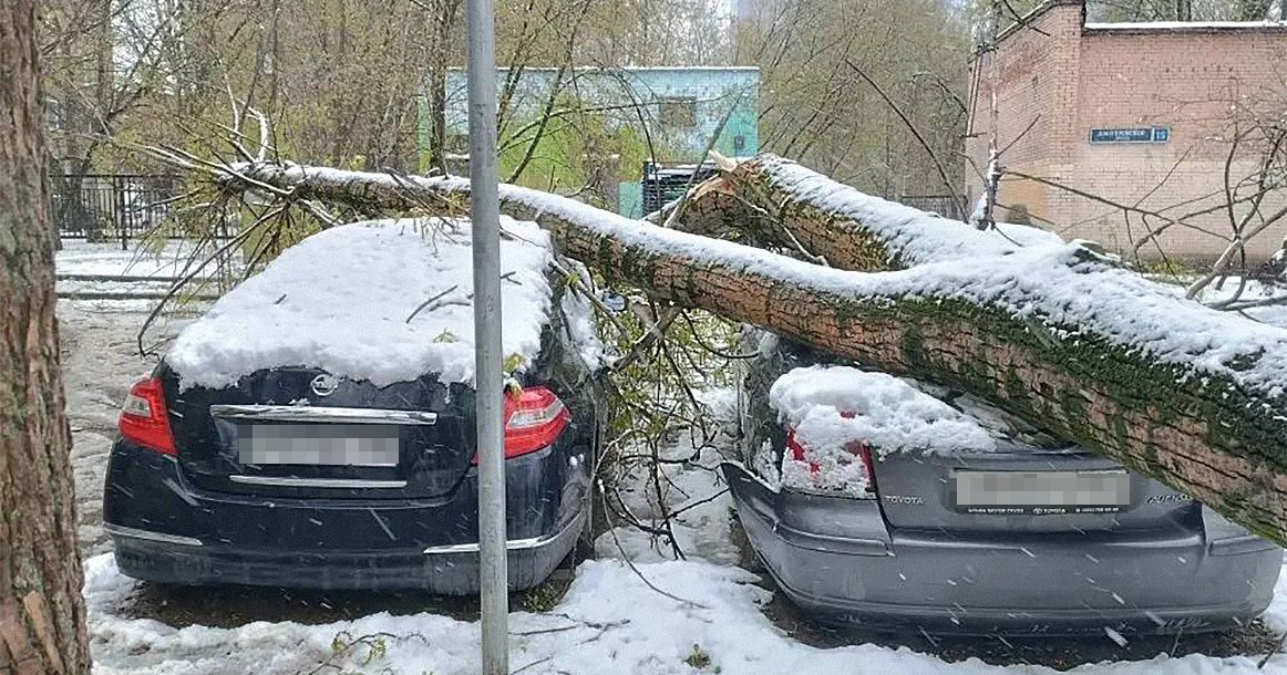 Жертвами стихии уже стали более 550 деревьев и 160 машин. Шесть человек получили травмы