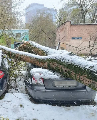 Жертвами стихии уже стали более 550 деревьев и 160 машин. Шесть человек получили травмы