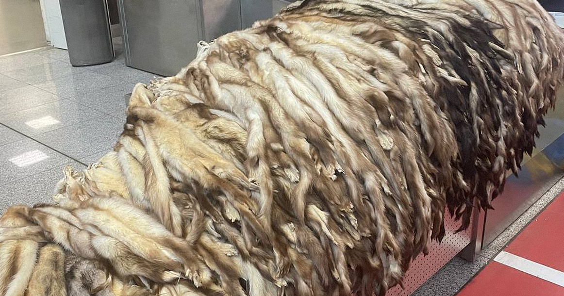 В Шереметьево задержали мужчину, который пытался вывезти в Китай шкуры 900 хорьков