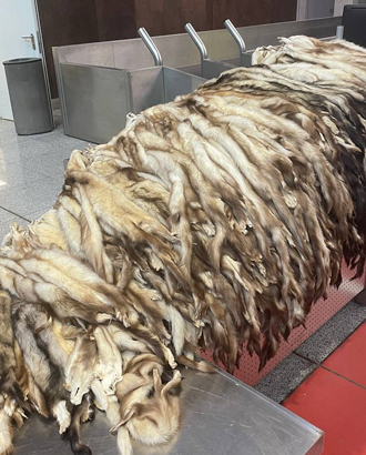 В Шереметьево задержали мужчину, который пытался вывезти в Китай шкуры 900 хорьков