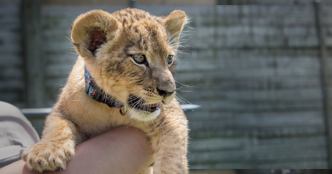 В Хамовниках жители заявили в полицию на соседа, выгуливающего львенка по ЖК