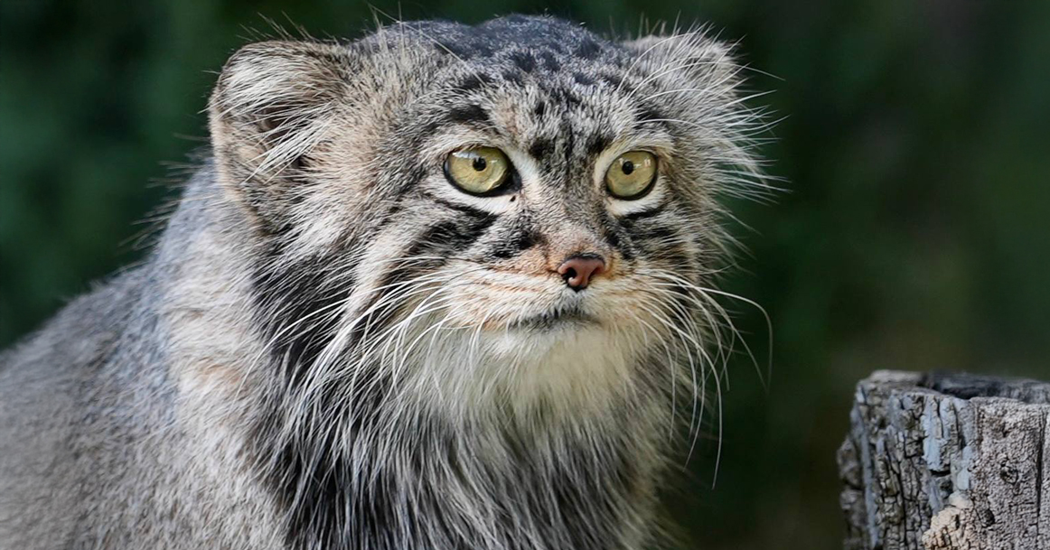 Манулу Тимоше явно не везет в личной жизни: теперь ему отказали японские кошечки