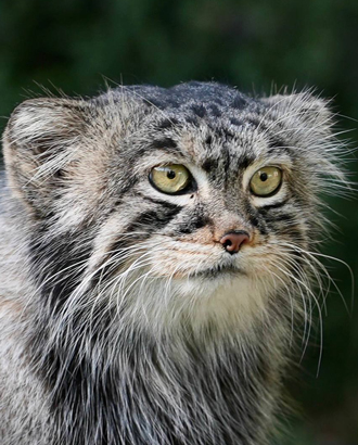 Манулу Тимоше явно не везет в личной жизни: теперь ему отказали японские кошечки