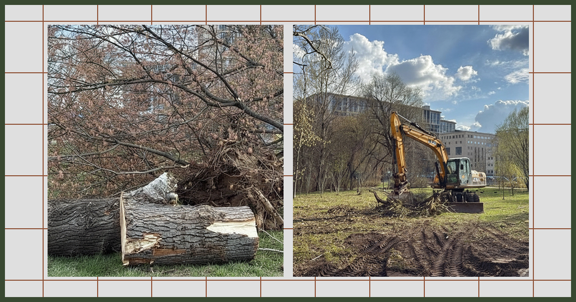 Жители Преображенского жалуются на массовую вырубку деревьев в сквере Алымова