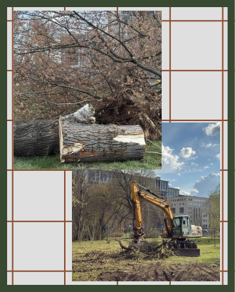 Жители Преображенского жалуются на массовую вырубку деревьев в сквере Алымова