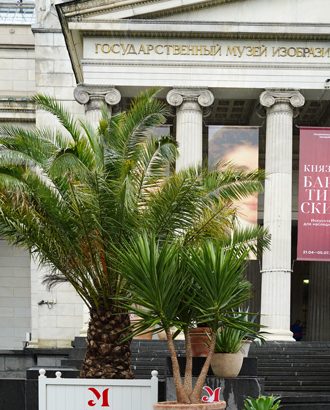 С завтрашнего дня вход в Пушкинский украсят фикусами и пальмами