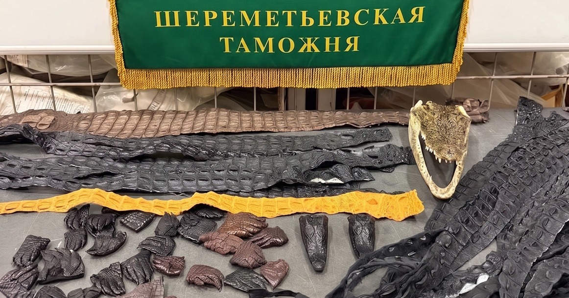 В Шереметьево задержали прилетевшего из Китая пассажира, который привез 64 части крокодила