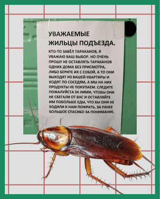В Сокольниках жильцы просят соседей лучше кормить тараканов, чтобы те не бегали к ним за едой