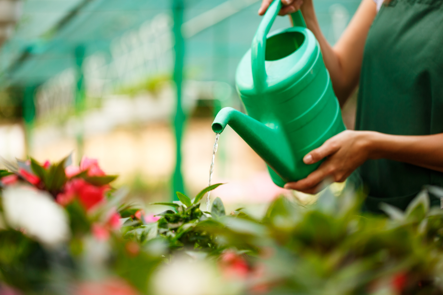 Полить цветы минеральной водой с газом. Watering Flowers. The icon of a watering kettle for watering Flowers. Разница когда поливать или не поливать цветок.