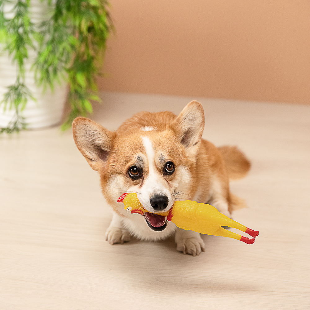 VETTA Игрушка для домашних животных, ПВХ, 25х5 см, курица - #11