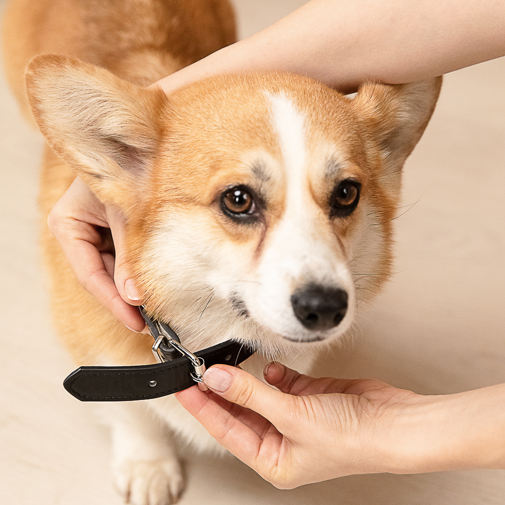 VETTA Ошейник для домашних животных, искусственная кожа, 2,5х50 см, обхват 35,5-45,5 см - #13