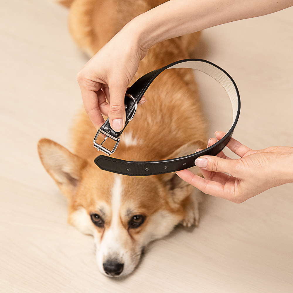 VETTA Ошейник для домашних животных, искусственная кожа, 2,5х50 см, обхват 35,5-45,5 см - #14