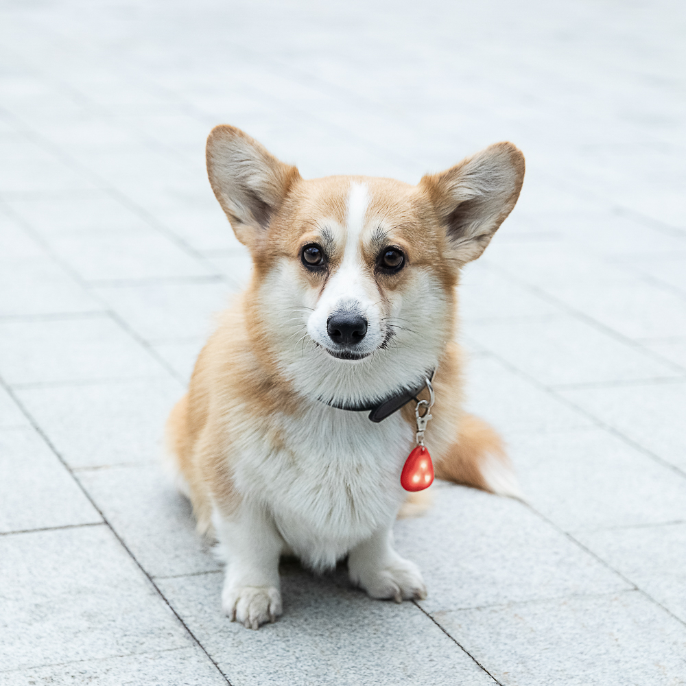 VETTA Брелок на ошейник для домашних животных, ТПР,3,5 см - #14