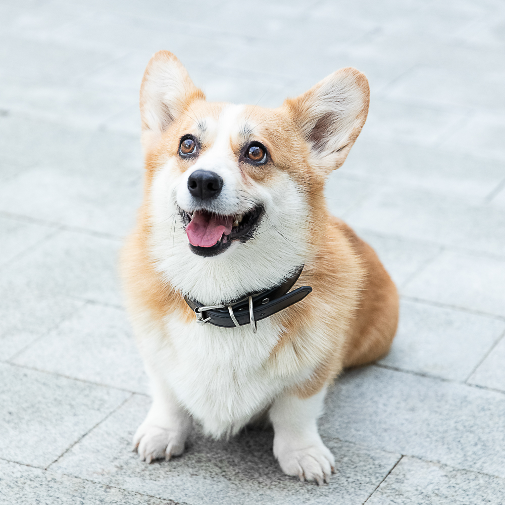 VETTA Ошейник для домашних животных, искусственная кожа, 2,5х50 см, обхват 35,5-45,5 см - #15