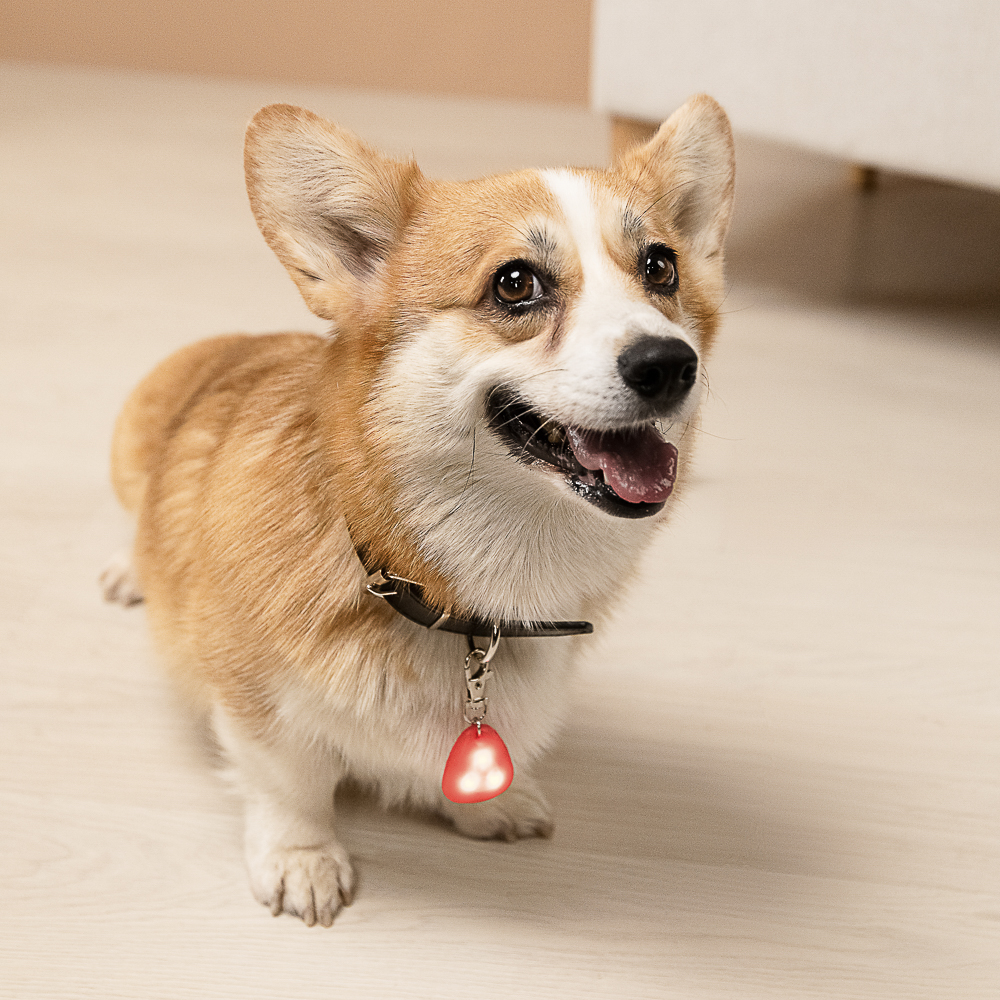 VETTA Брелок на ошейник для домашних животных, ТПР,3,5 см - #13