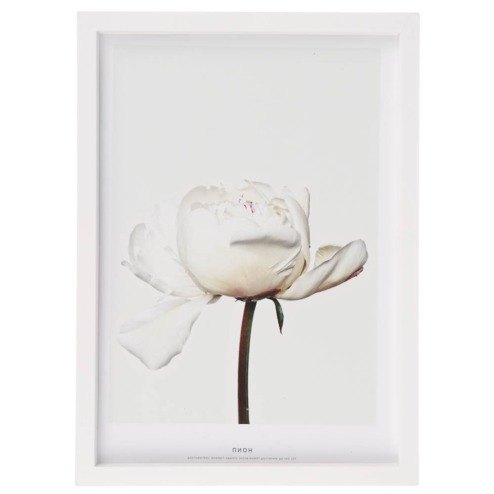 Постер 21x30 см, пластик, в ассортименте - #2