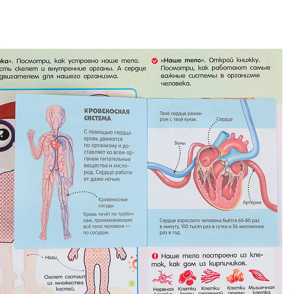 МАЛАМАЛАМА Лэпбук "Мой рюкзачок", картон, 21,9х17см, 3 дизайна - #6