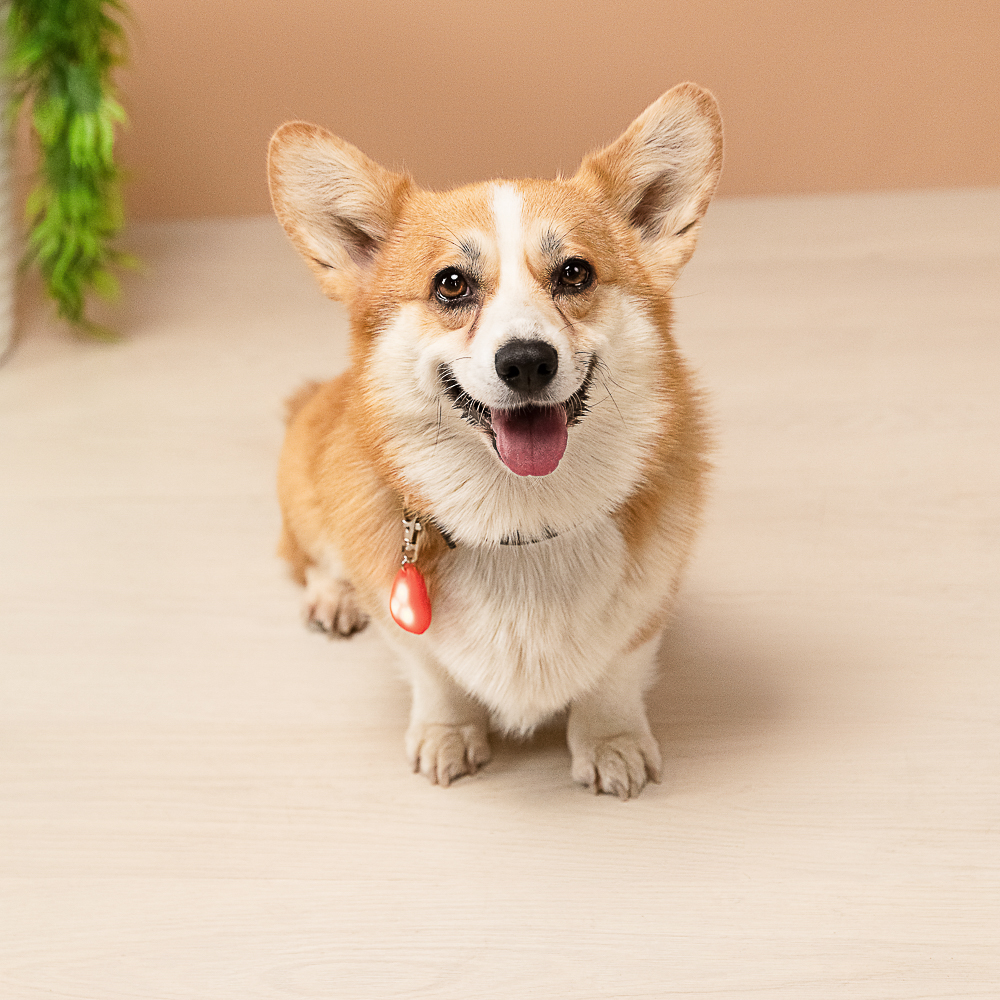 VETTA Брелок на ошейник для домашних животных, ТПР,3,5 см - #12