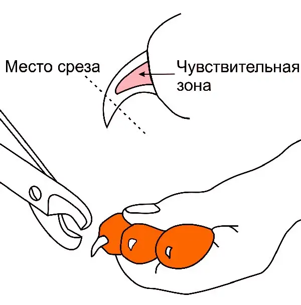 Как правильно подстричь когти кошке