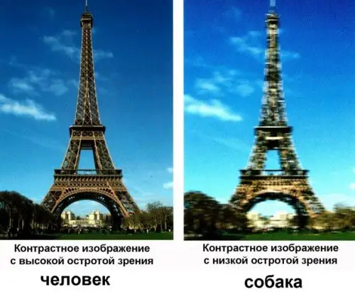 Острота зрения