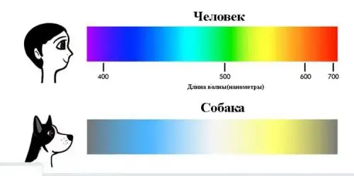 Секреты собачьего зрения: узнайте, как видят ваши любимцы!