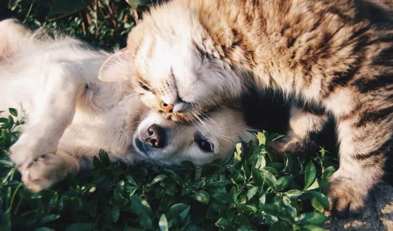 Дружба кошки и собаки