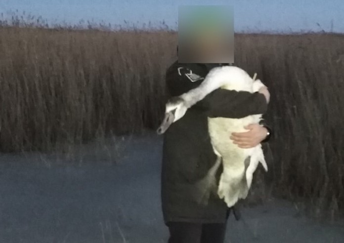 В Омске местные подростки спасли с замерзающего озера четырех лебедей