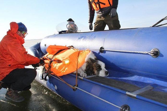 В Забайкальском крае спасли вмерзшую хвостом и задними лапами в лёд собаку