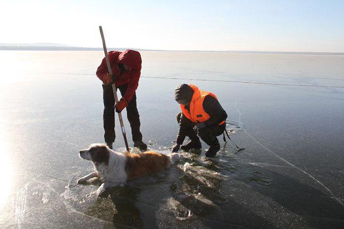 В Забайкальском крае спасли вмерзшую хвостом и задними лапами в лёд собаку