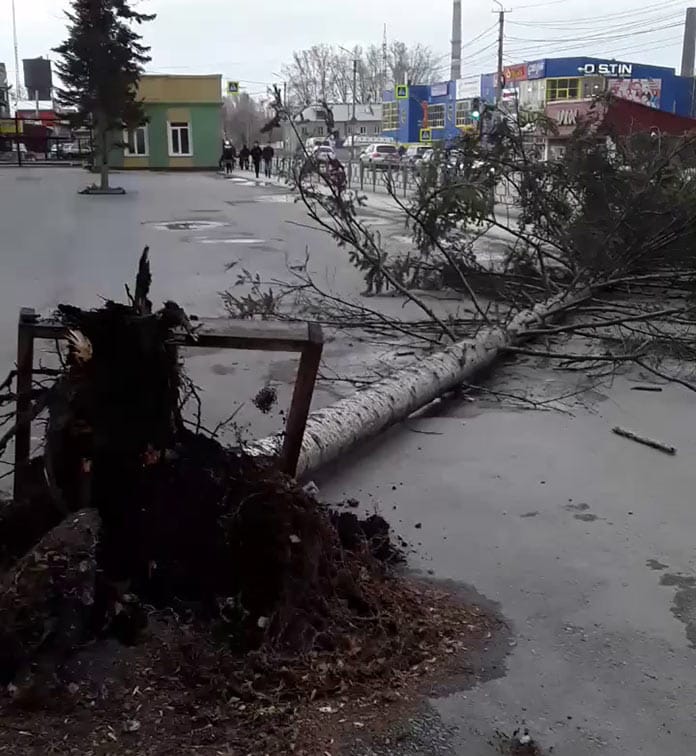 В Белово ветер повалил дерево у завода Кузбассрадио, 29 октября 2019