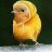 Hanim