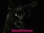 black555cat