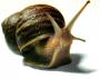 Snail