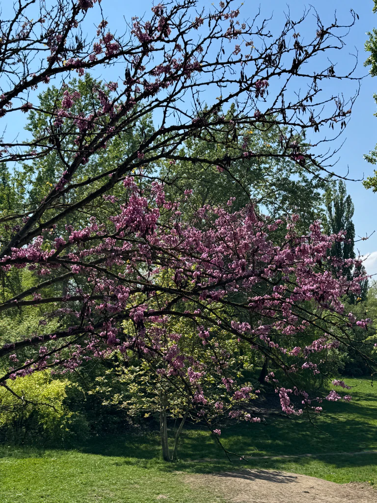 april photo 8