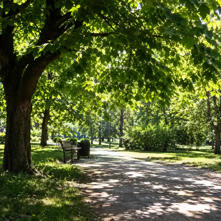Тень в парке. плотная крона, пятна света на земле, летний полдень