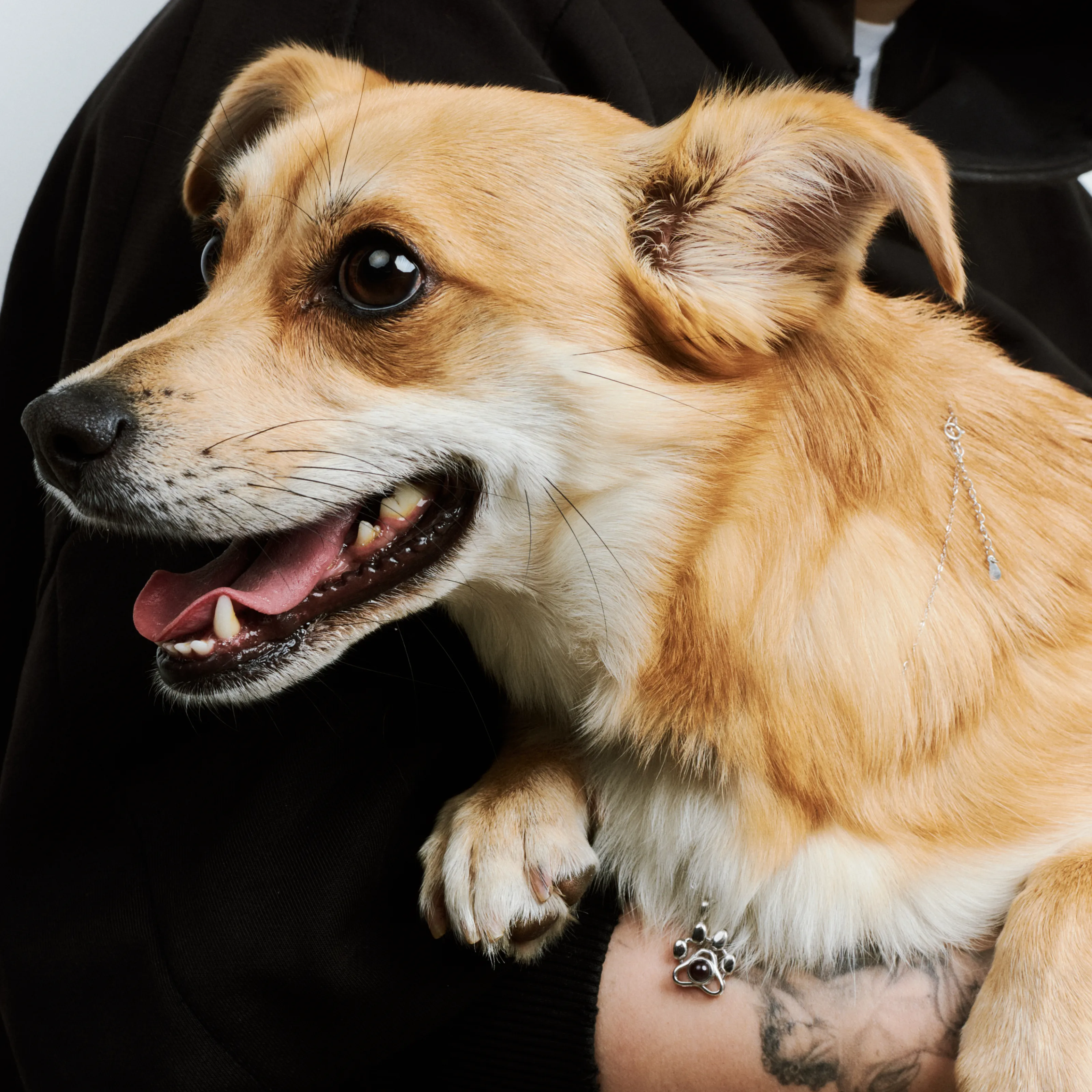 Подвеска в форме лапки сувенир для собачника