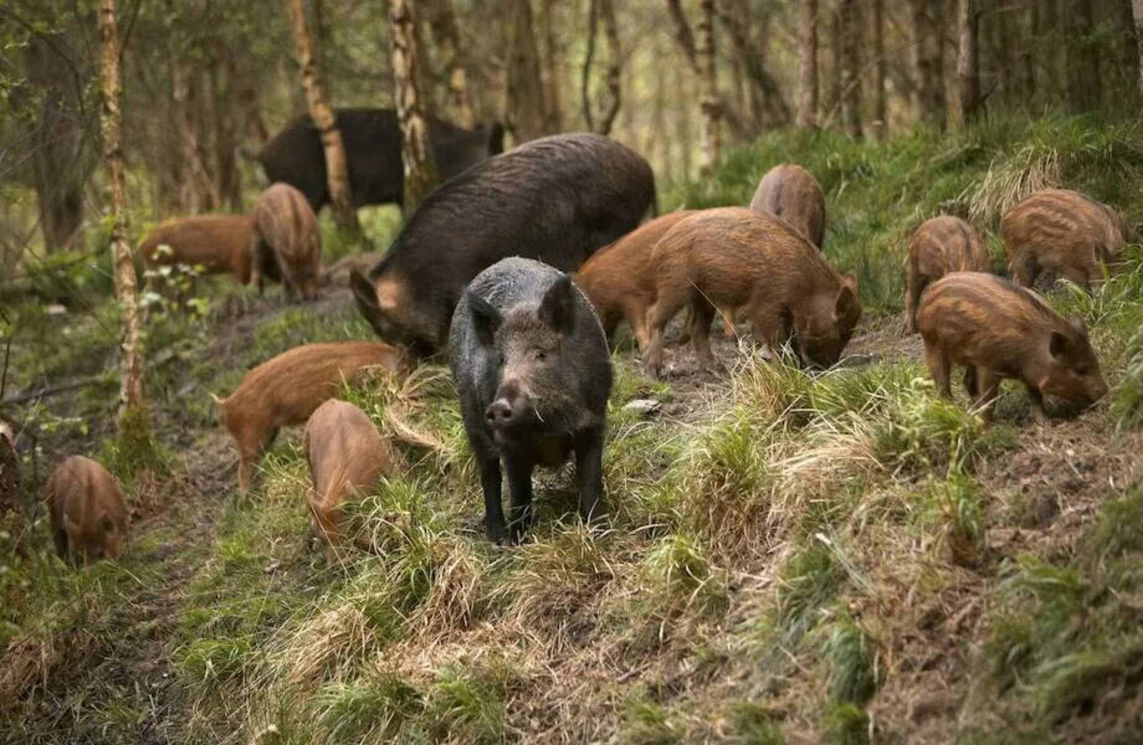 Дикие свиньи живут. Лесные обитатели. Стадо Кабанов в лесу. Жители леса.