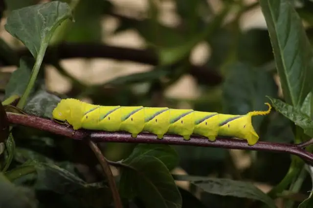 Гусеница сиреневого бражника (Sphinx ligustri)