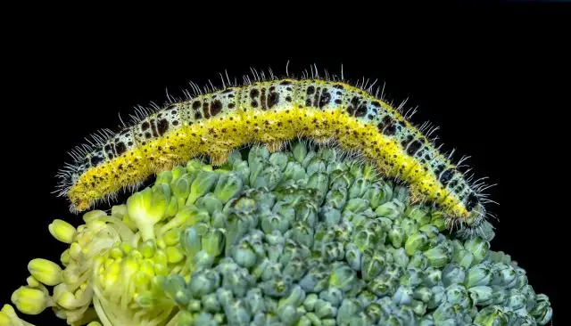 Гусеница капустной белянки (Pieris brassicae)