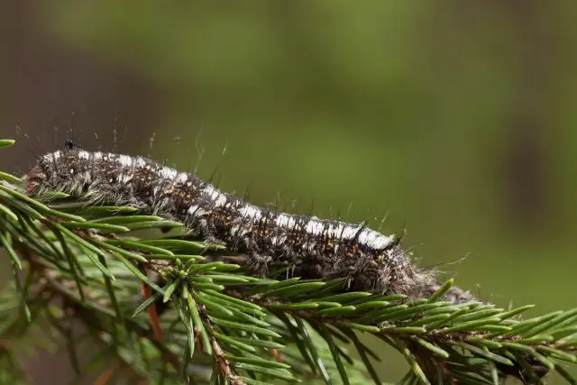 Гусеница сибирского шелкопряда (Dendrolimus sibiricus)