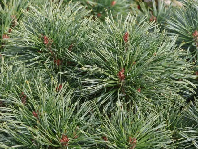 "Шантри Блю" (Pinus sylvestris 'Chantry Blue')