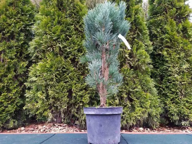 "Фастигиата" (Pinus sylvestris 'Fastigiata').