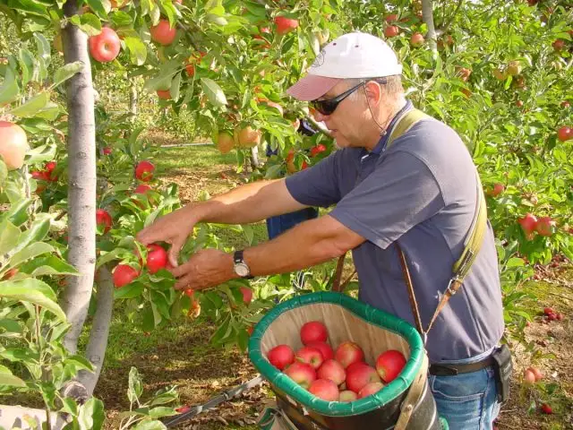 аккуратность при сборе урожая