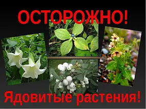 Осторожно! Ядовитые растения