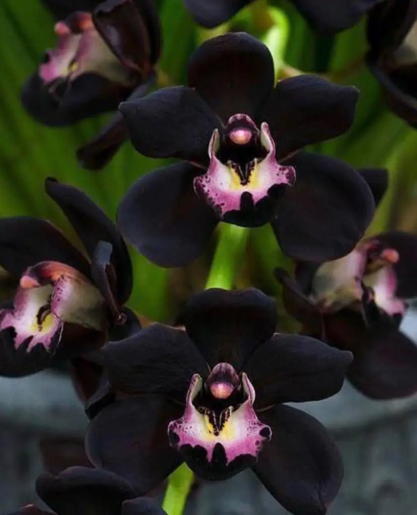 Cymbidium Kiwi Midnight