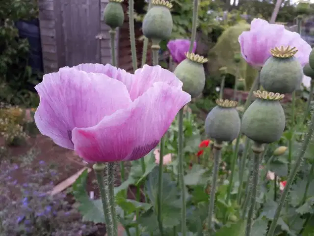 Мак снотворный (Papaver somniferum)